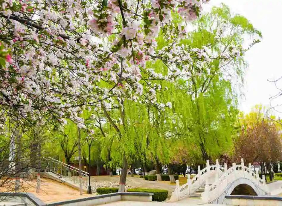 侯堡生态园春景